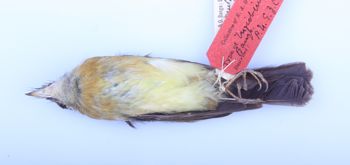 Media type: image;   Ornithology 108036 Description: Image of skin specimen - ventral view. Ventral view of entire skin specimen.;